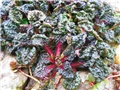 ajuga