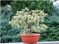 Portulacaria afra