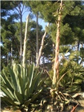 Agave -Lošinj