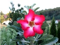 Adenium obesum