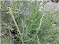 lavanda ljubimica