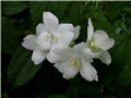 pajasmin1
