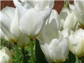 tulipani