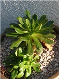 lewisia
