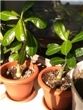 Adenium