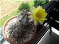 Acanthocalycium glaucum