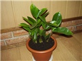 Zaioculcas