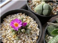 Frithia pulchra 
