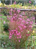 Gaura Lindheimeri 