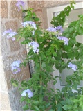 plumbago