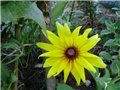 rudbekia- lat. rudbeckia fulgida