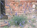 lavanda