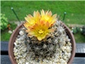 copiapoa tenuissima