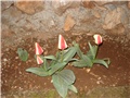 tulipani zatvoreni