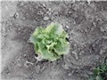 salata