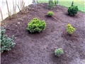 Pinetum