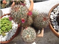 Mammillaria microhelia