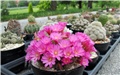 rebutia perplexa