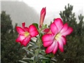 Adenium obesum