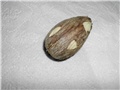avokado2