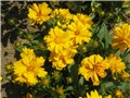 coreopsis