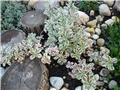 sedum2