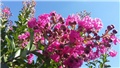 lagoerstroemia