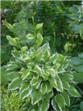 hosta