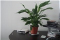 spathiphyllum