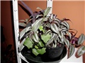 trandescantia mix