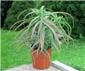 Aloe arborescens