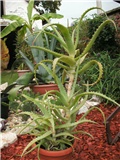 aloe arborescens