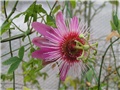 Isusova kruna lat.Passiflora