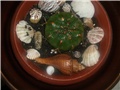 gimnocalycium
