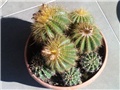 Kaktusi (Eriocactus warassii i Echinopsis oxygona)