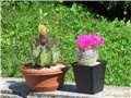 astrophytum capricorne senile, mammillaria guelzowiana