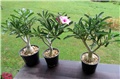 Adenium swazicum 