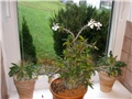 p. saundersii,  p namaqanum