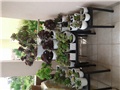 aeonium