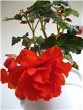 begonia