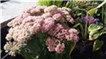 sedum