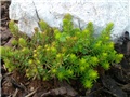 Sedum reflexum