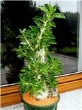 Pachypodium saundersii