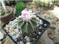 Aztekium ritteri