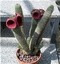 hoodia gordonii 
