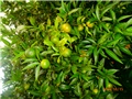 mandarina