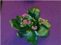 Kalanchoe