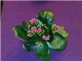 Kalanchoe