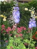 delphinium