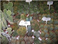 Padova 2006